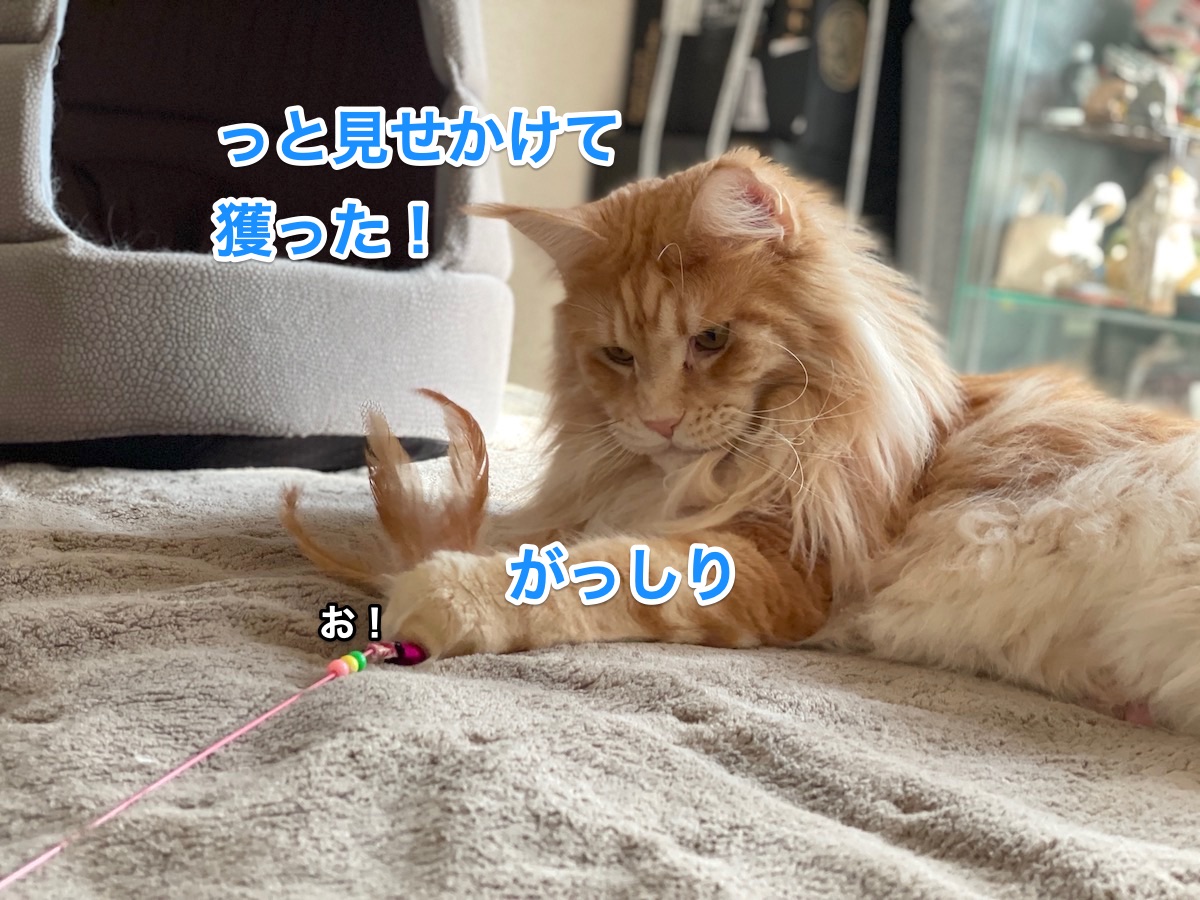 f:id:chikojirou:20210118213608j:plain