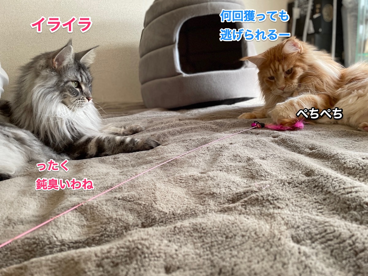 f:id:chikojirou:20210118213616j:plain