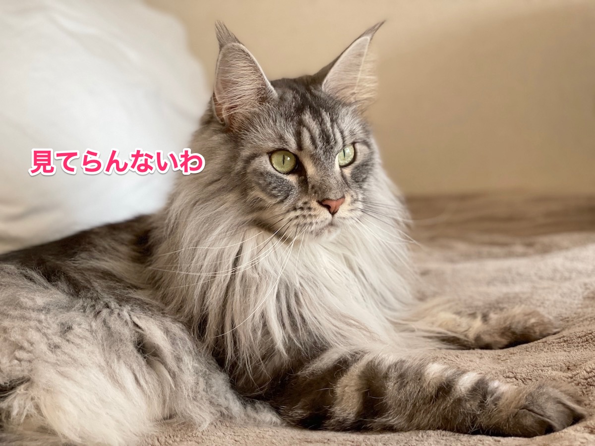 f:id:chikojirou:20210118213619j:plain