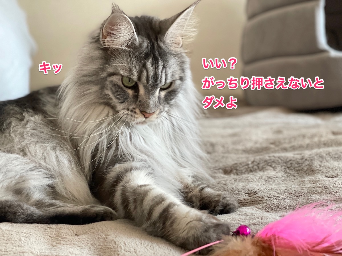 f:id:chikojirou:20210118213623j:plain