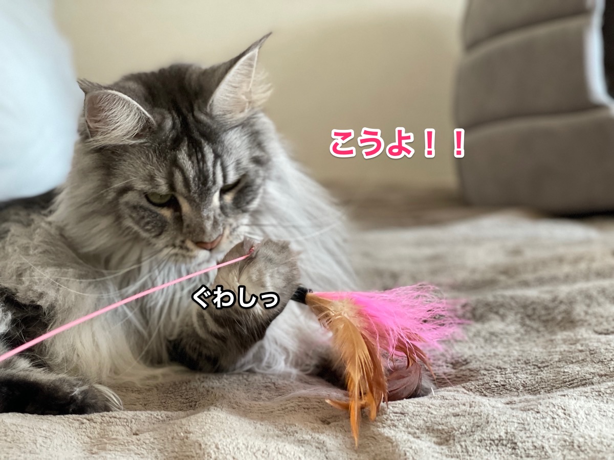 f:id:chikojirou:20210118213626j:plain