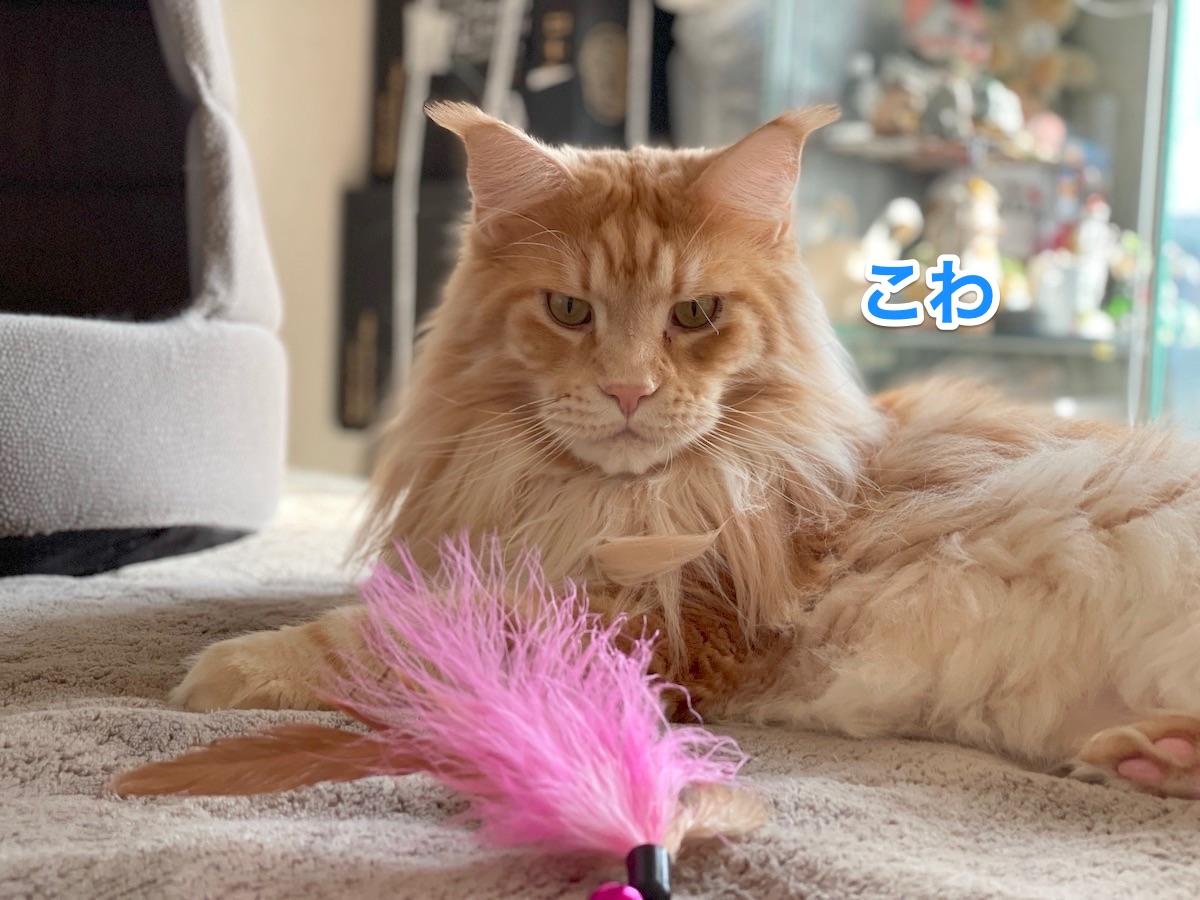 f:id:chikojirou:20210118213630j:plain