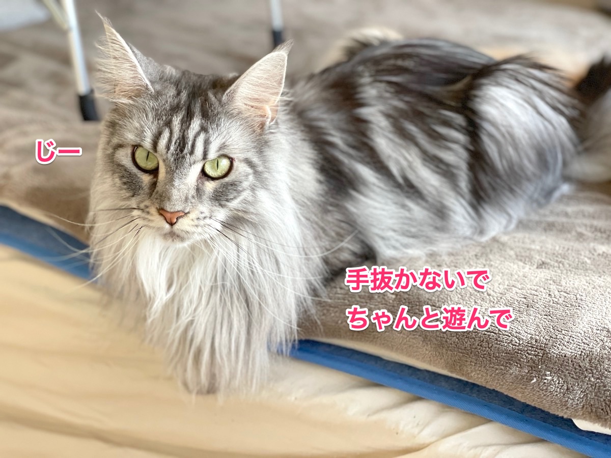 f:id:chikojirou:20210120220116j:plain