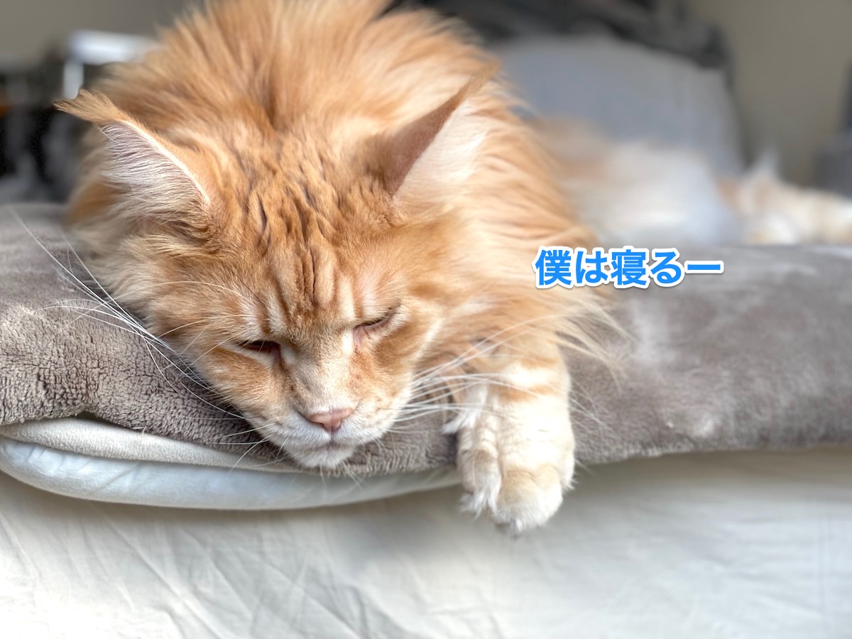 f:id:chikojirou:20210120220121j:plain