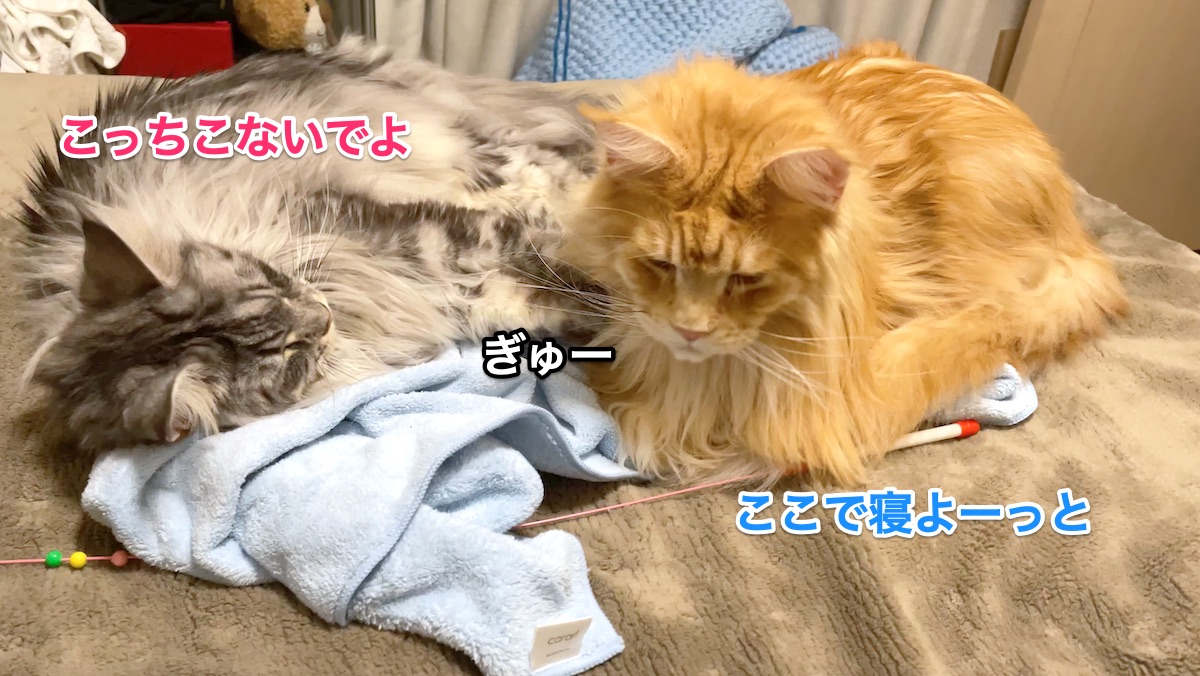 f:id:chikojirou:20210120220126j:plain