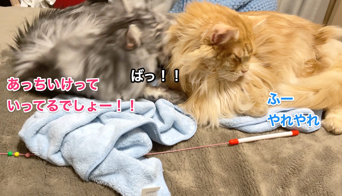 f:id:chikojirou:20210120220130j:plain