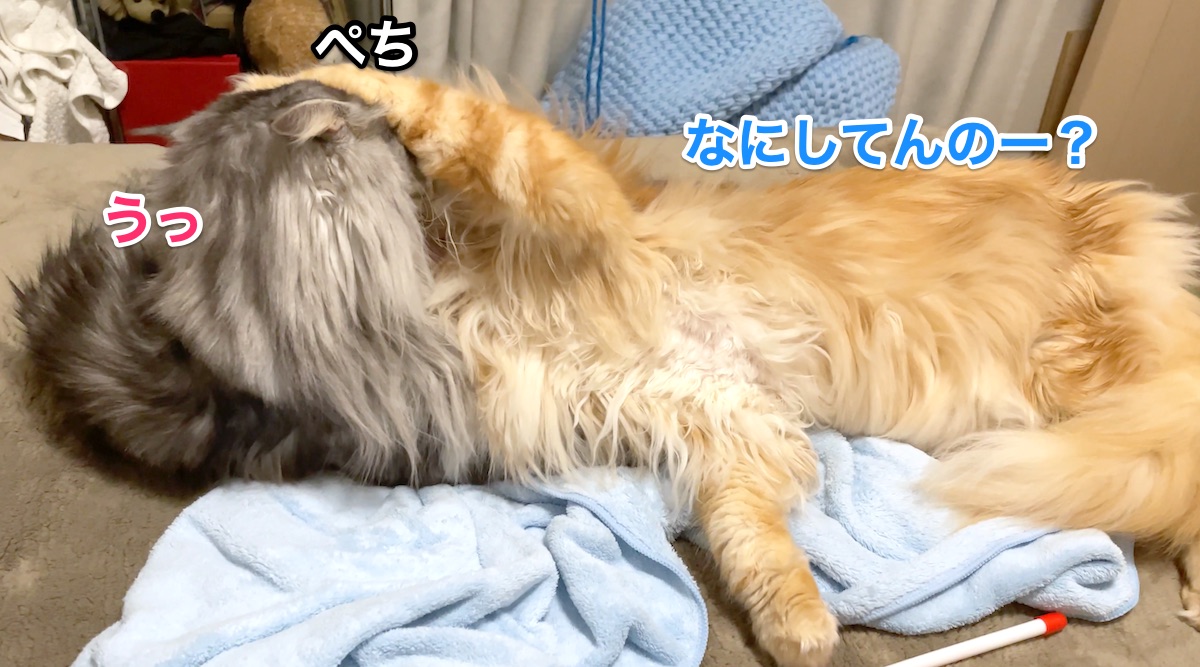 f:id:chikojirou:20210120220142j:plain
