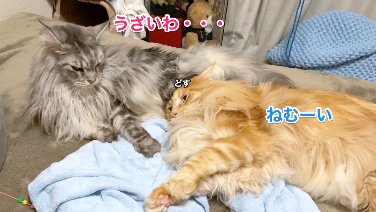 f:id:chikojirou:20210120220145j:plain