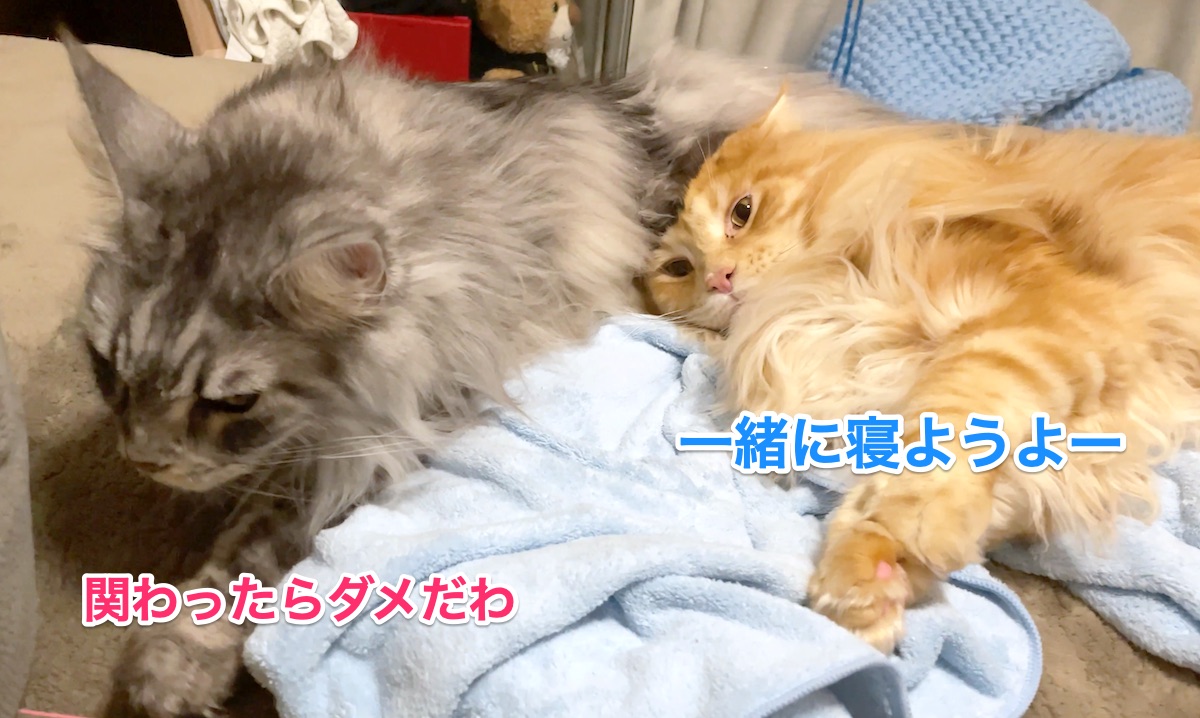 f:id:chikojirou:20210120220148j:plain