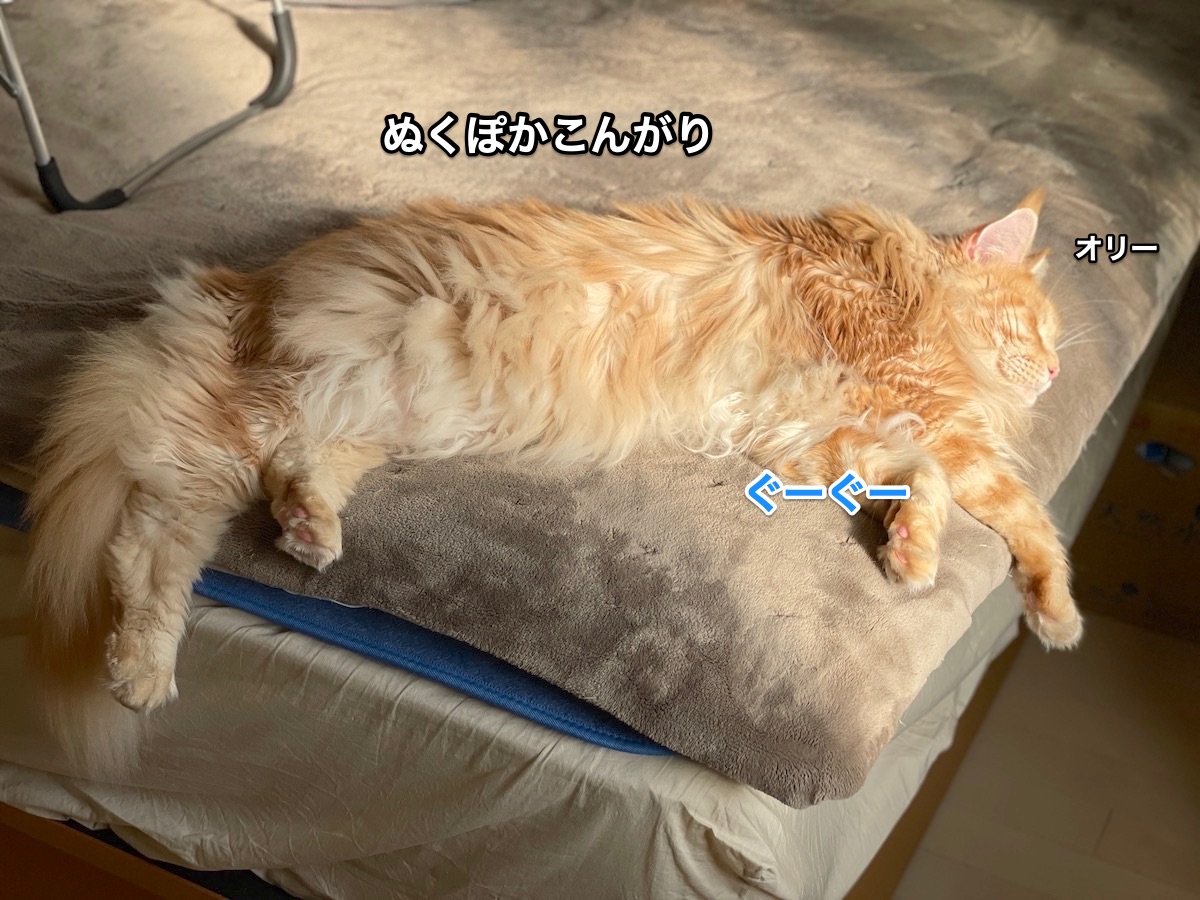 f:id:chikojirou:20210121224346j:plain