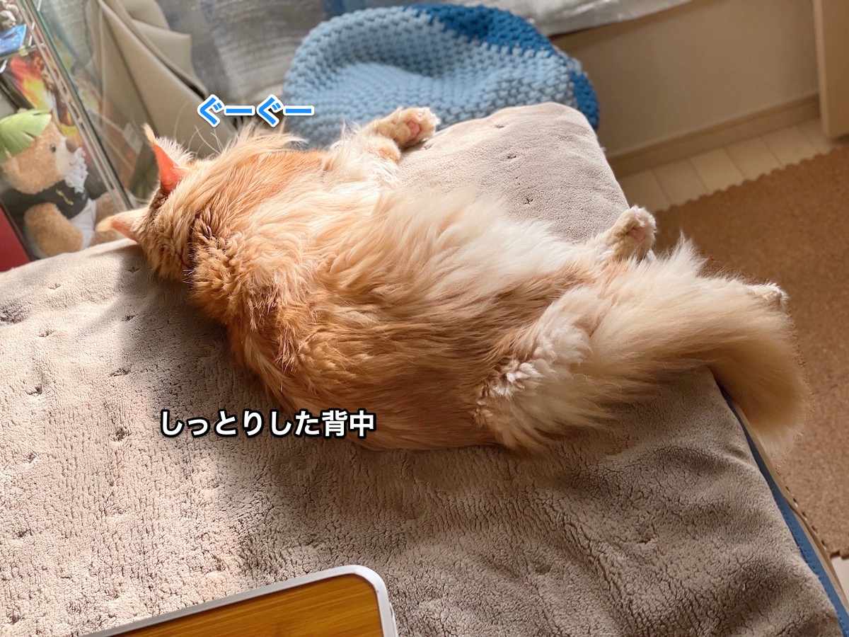f:id:chikojirou:20210121224350j:plain