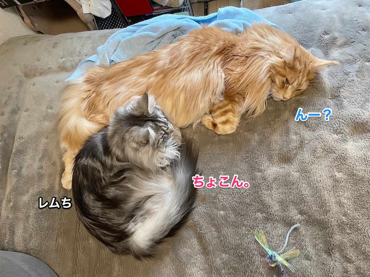 f:id:chikojirou:20210121224353j:plain