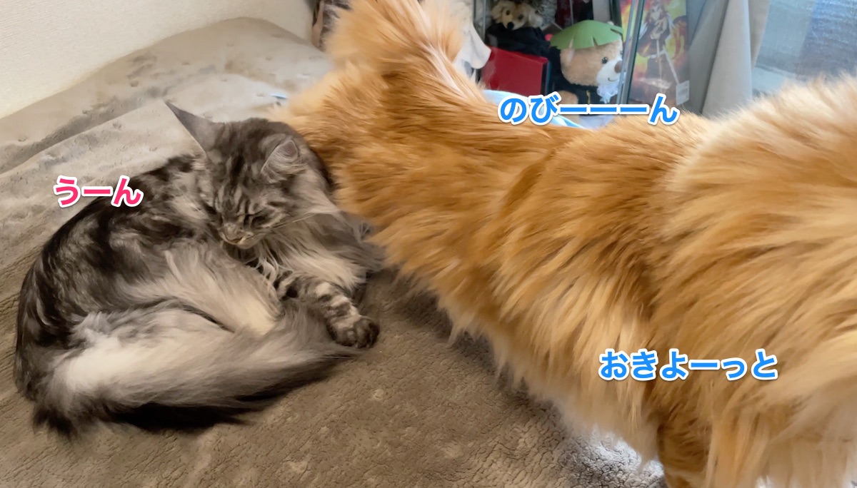 f:id:chikojirou:20210121224407j:plain