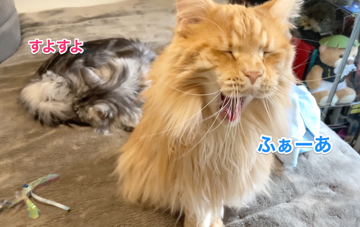 f:id:chikojirou:20210121224410j:plain