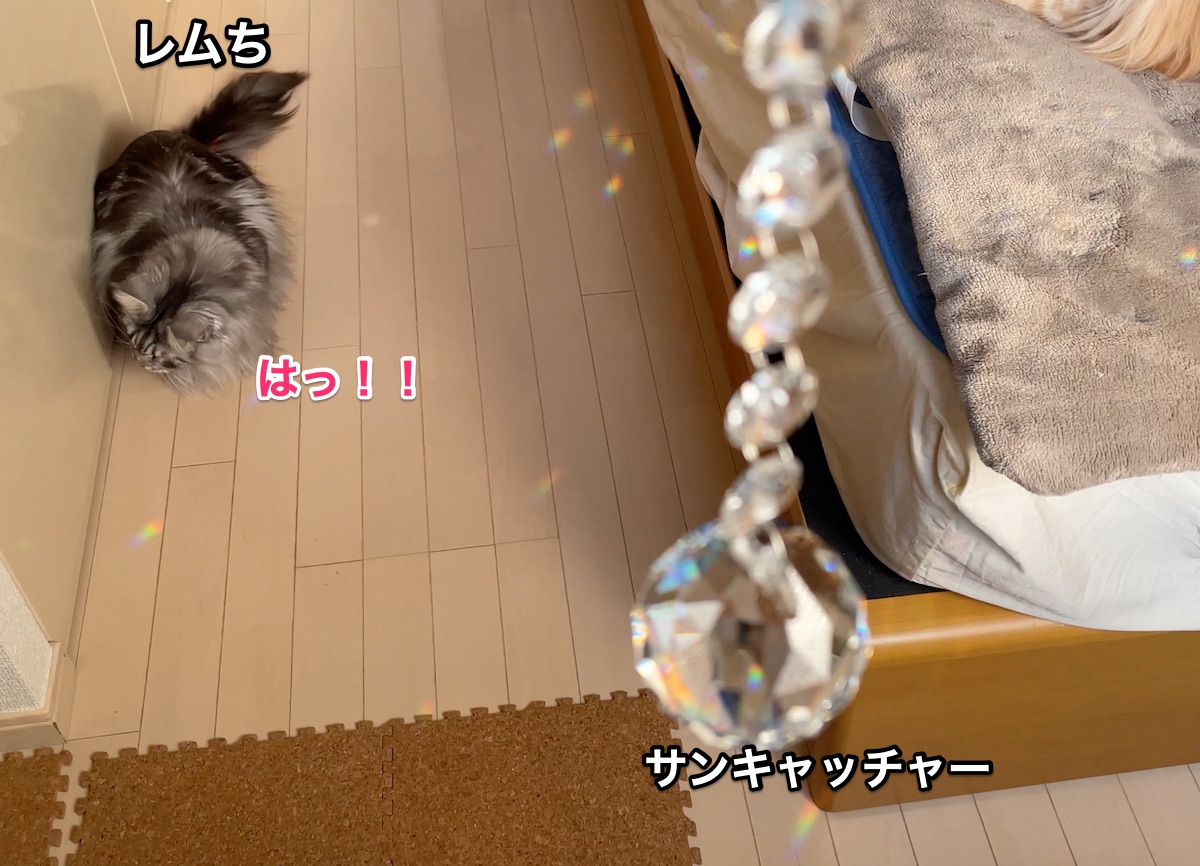 f:id:chikojirou:20210125220657j:plain