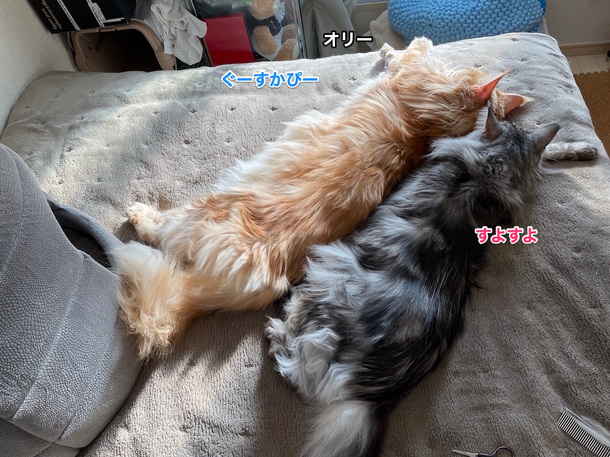 f:id:chikojirou:20210125220704j:plain