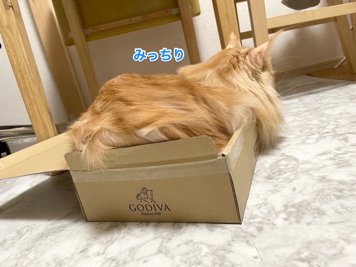 f:id:chikojirou:20210125220716j:plain
