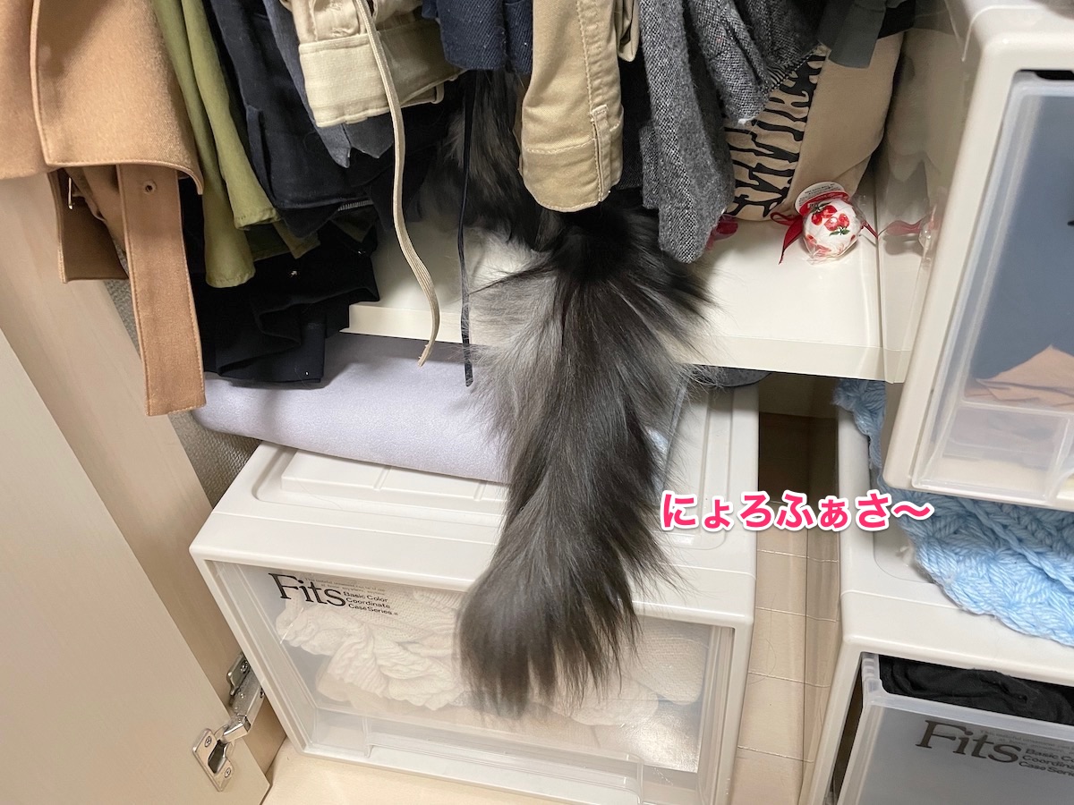 f:id:chikojirou:20210125220724j:plain