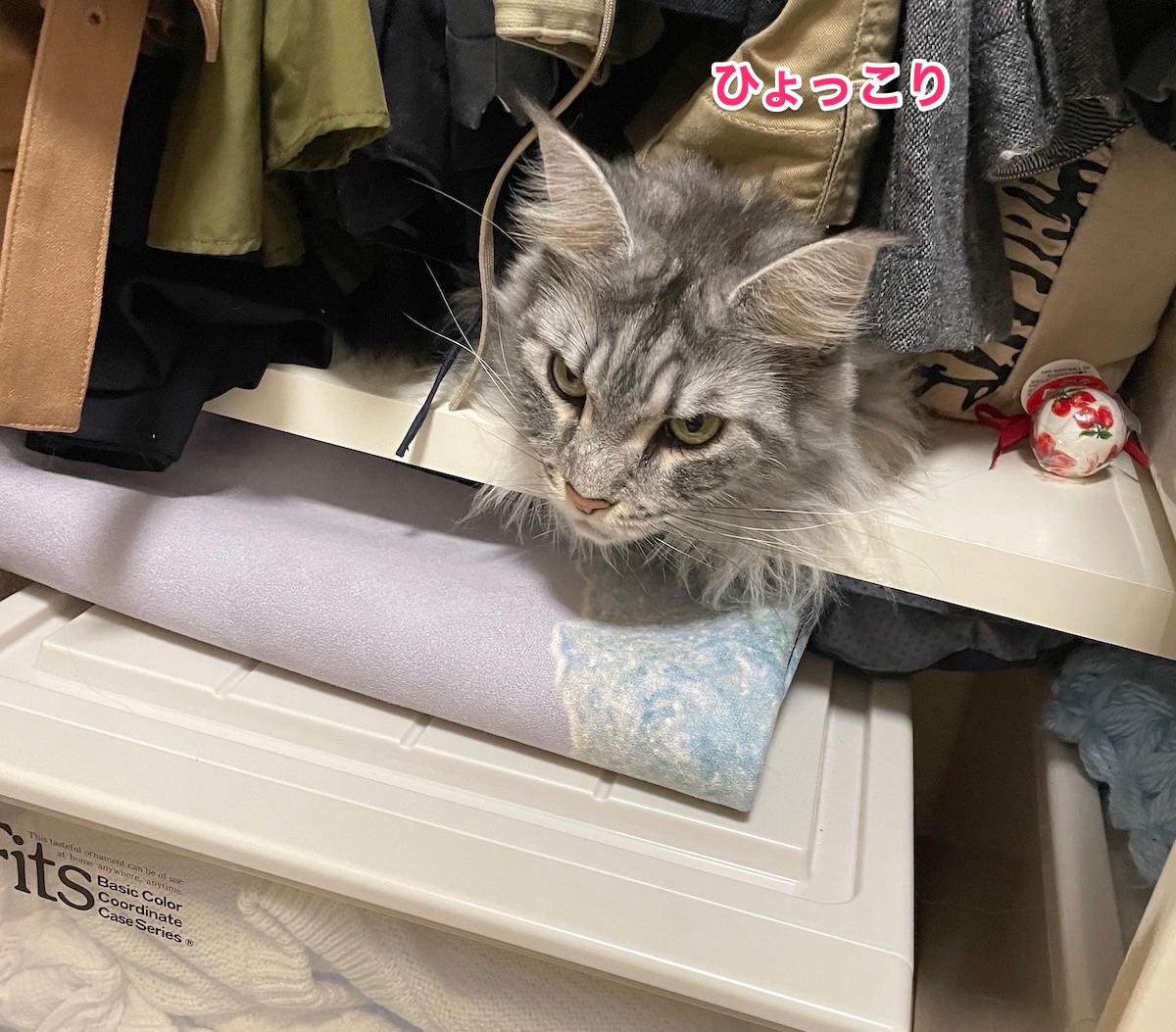 f:id:chikojirou:20210125220727j:plain