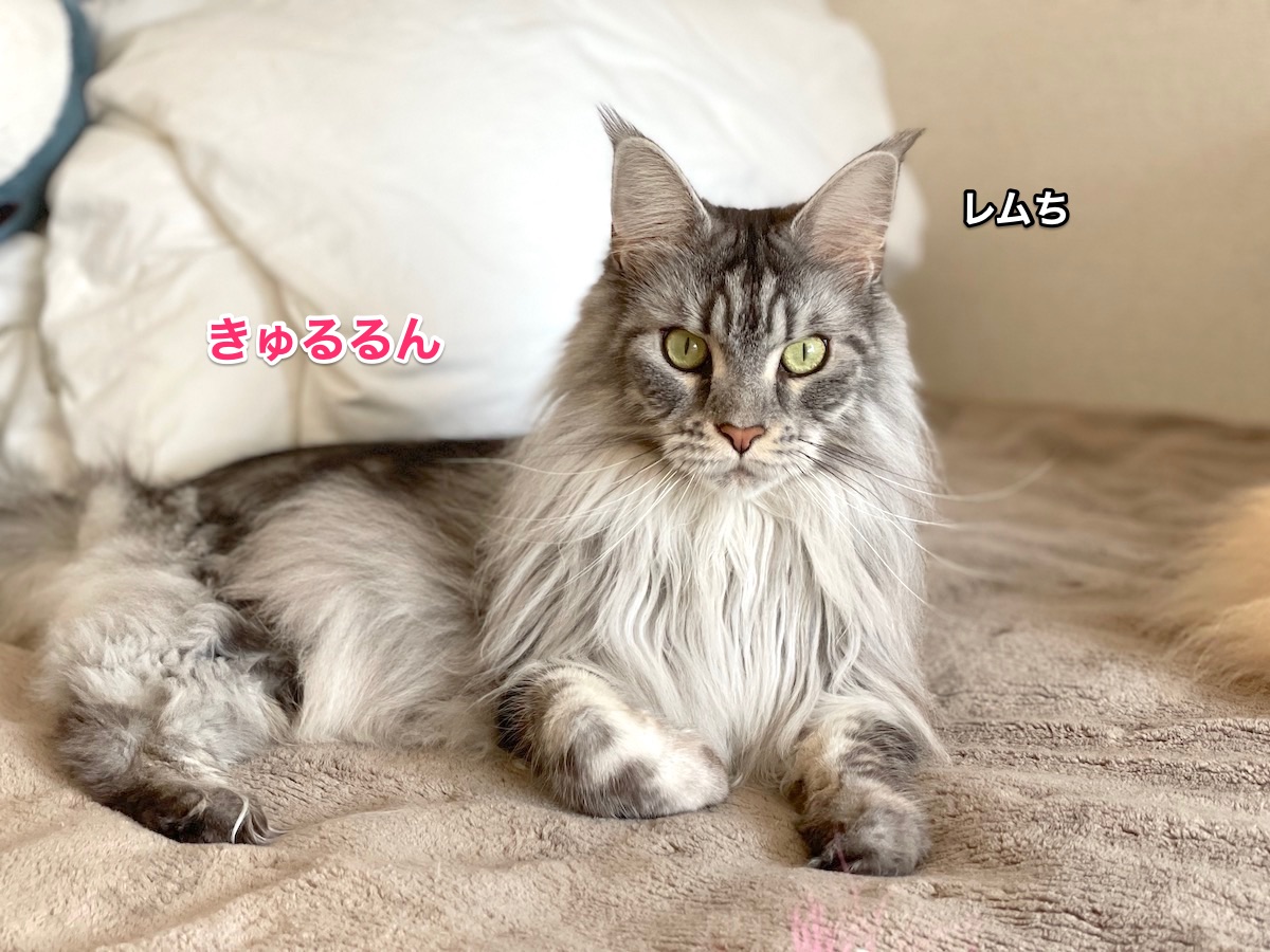 f:id:chikojirou:20210128215137j:plain
