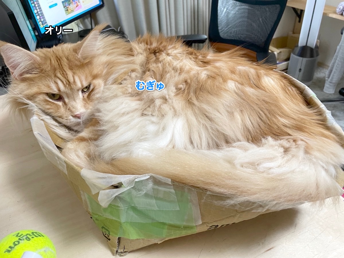 f:id:chikojirou:20210128215144j:plain