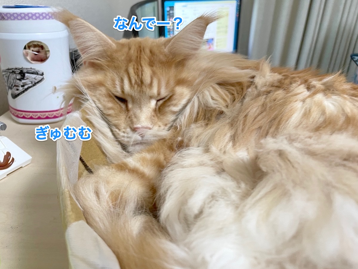 f:id:chikojirou:20210128215151j:plain