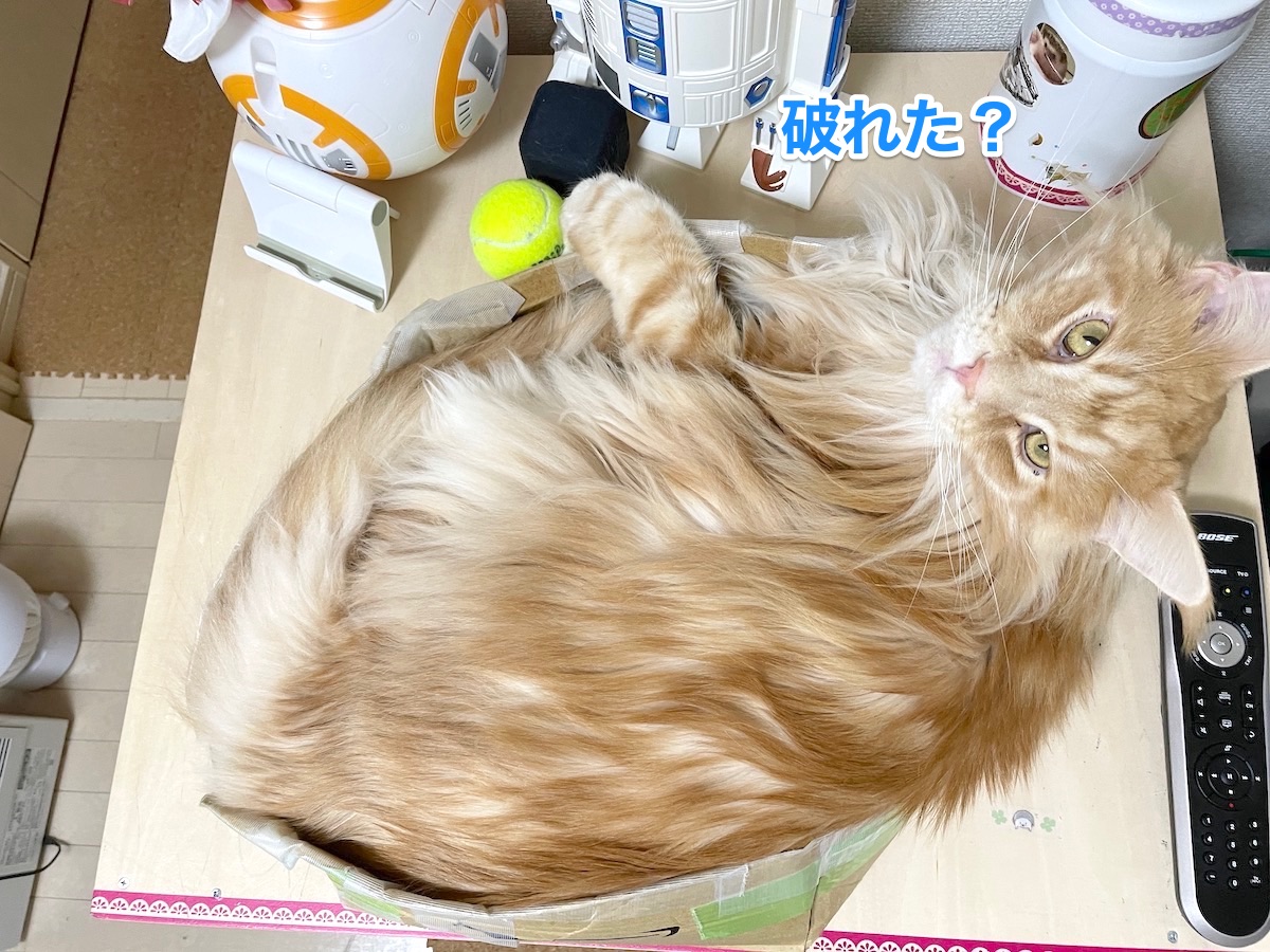 f:id:chikojirou:20210128215154j:plain