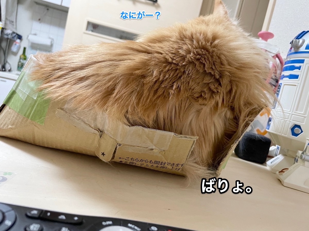 f:id:chikojirou:20210128215159j:plain