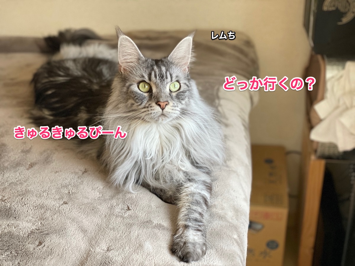 f:id:chikojirou:20210208204455j:plain