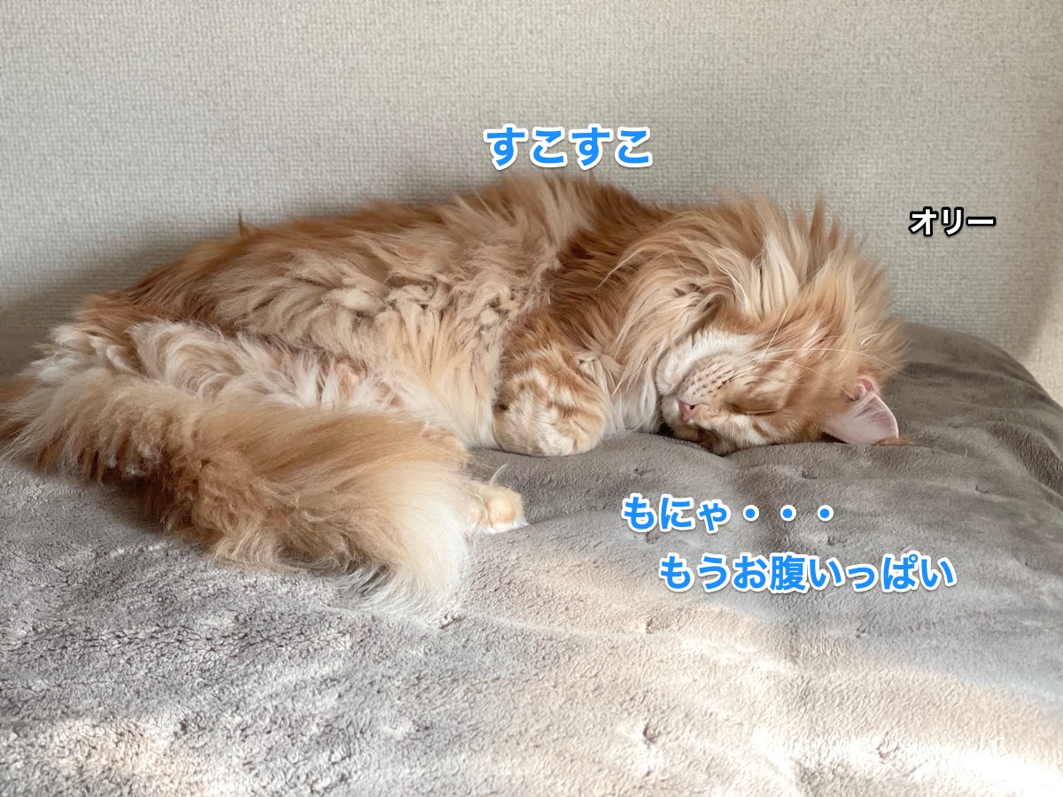 f:id:chikojirou:20210208204459j:plain