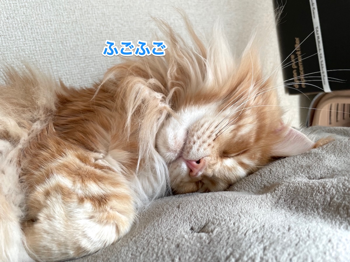 f:id:chikojirou:20210208204502j:plain