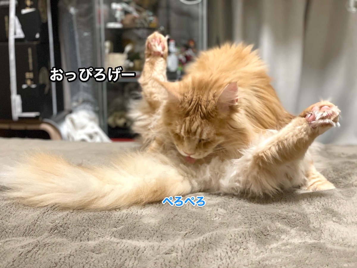 f:id:chikojirou:20210208204505j:plain