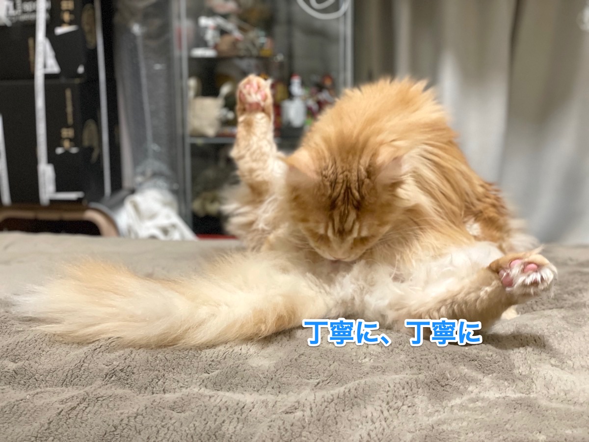 f:id:chikojirou:20210208204510j:plain