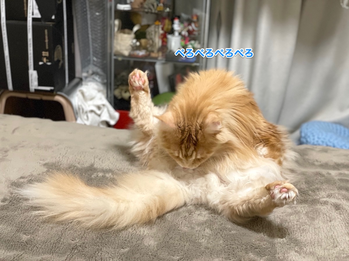 f:id:chikojirou:20210208204514j:plain