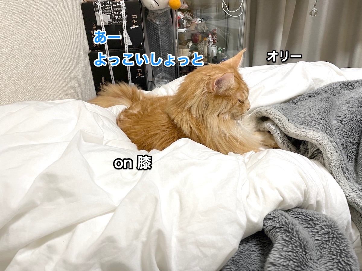 f:id:chikojirou:20210209211104j:plain