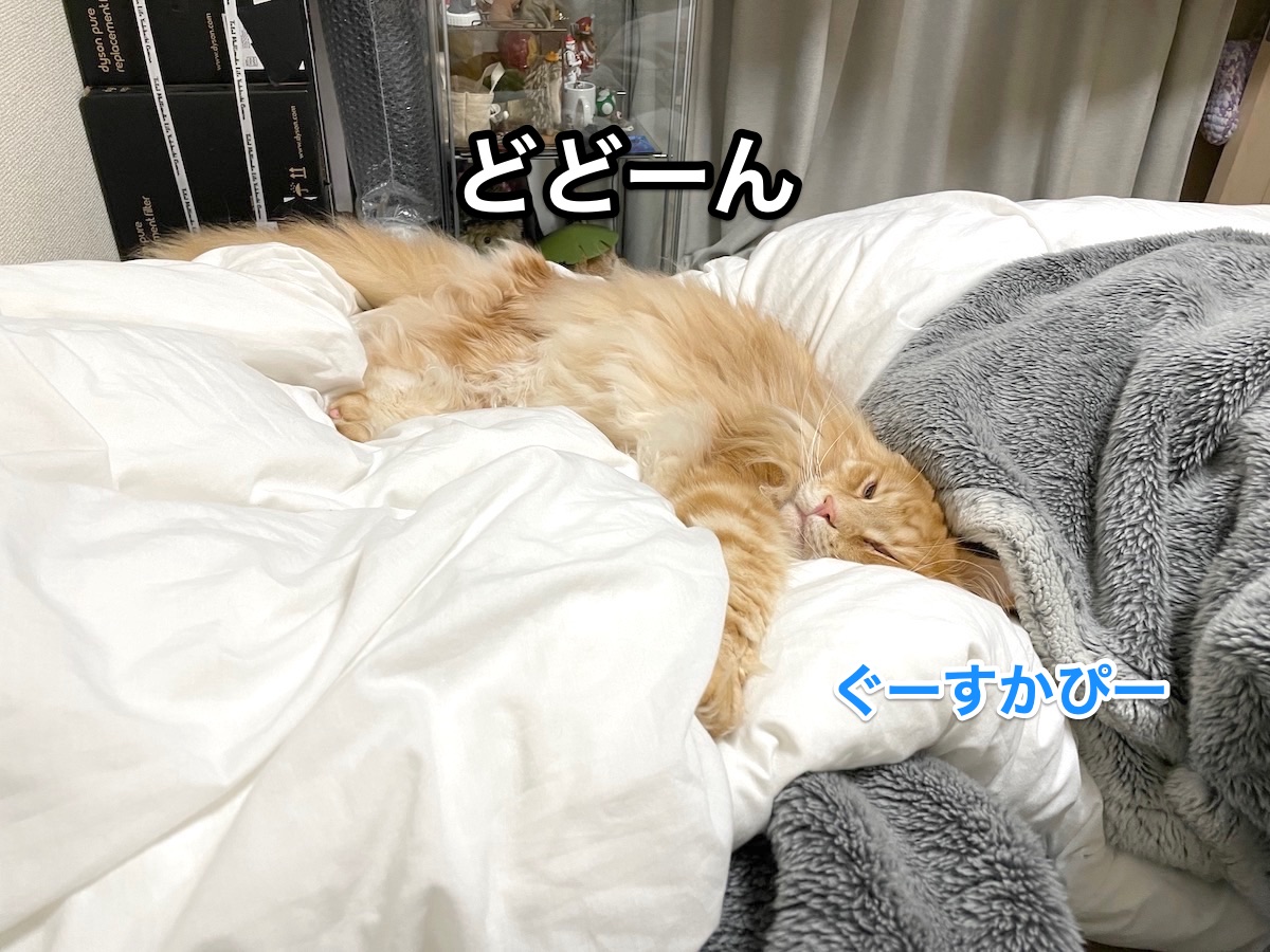 f:id:chikojirou:20210209211111j:plain