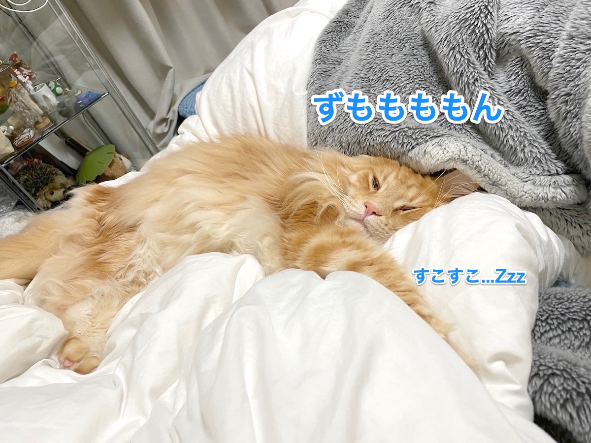 f:id:chikojirou:20210209211116j:plain
