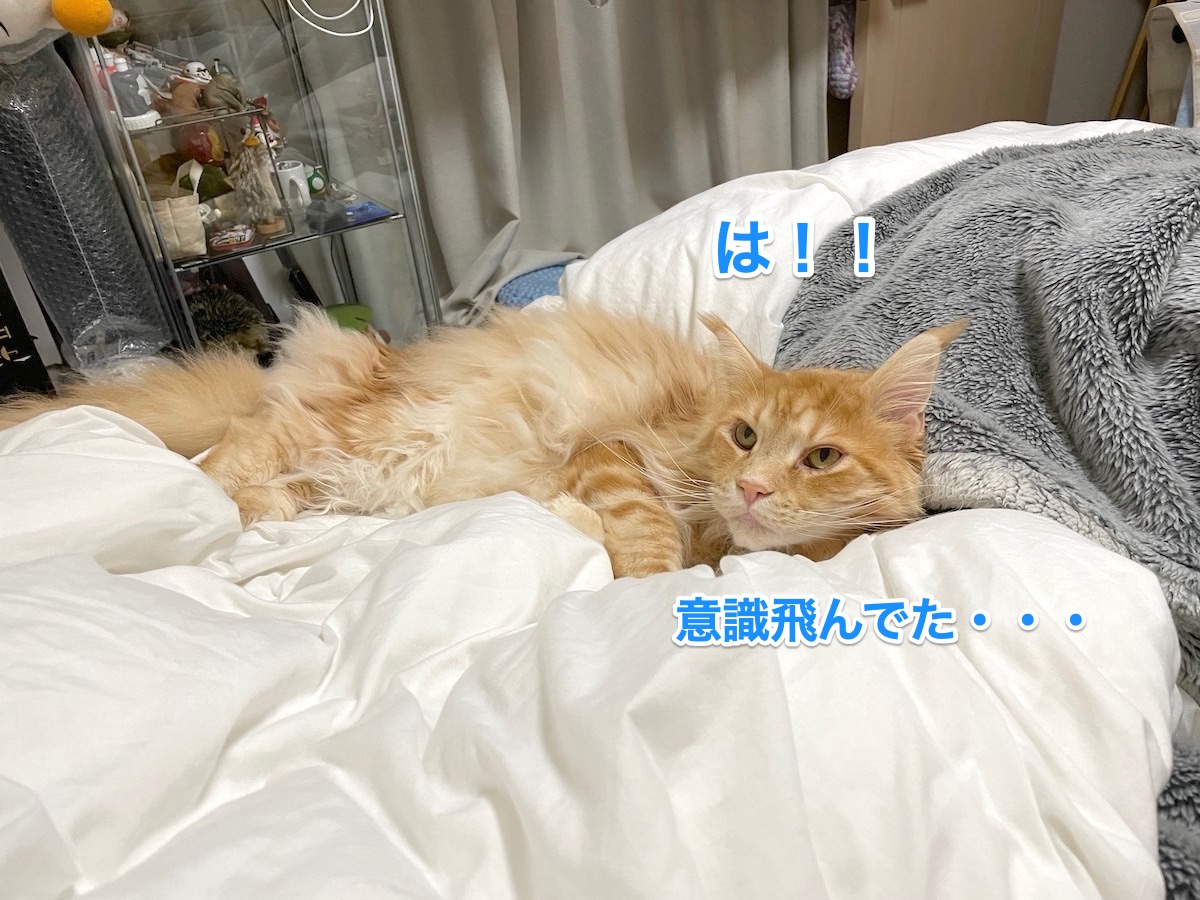 f:id:chikojirou:20210209211121j:plain