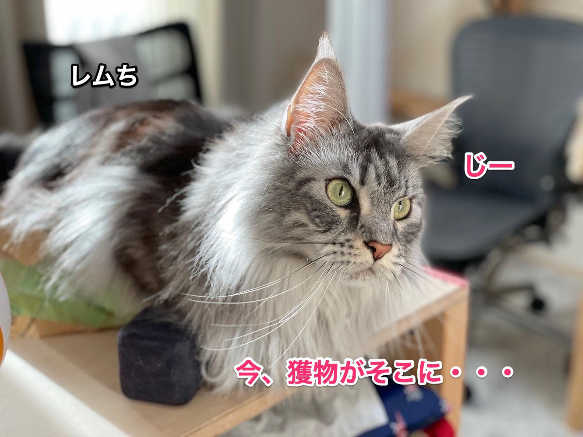 f:id:chikojirou:20210209211133j:plain