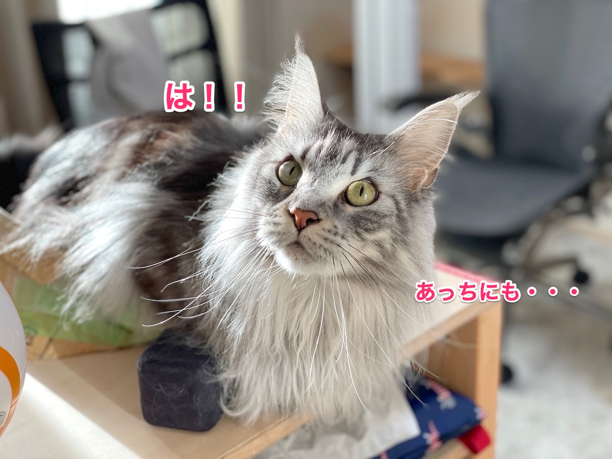 f:id:chikojirou:20210209211137j:plain