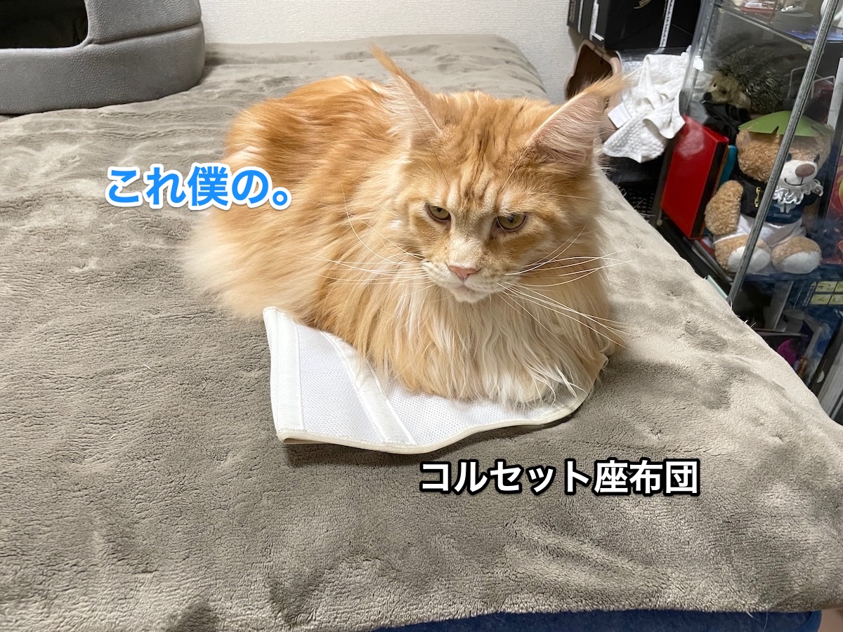 f:id:chikojirou:20210209211142j:plain