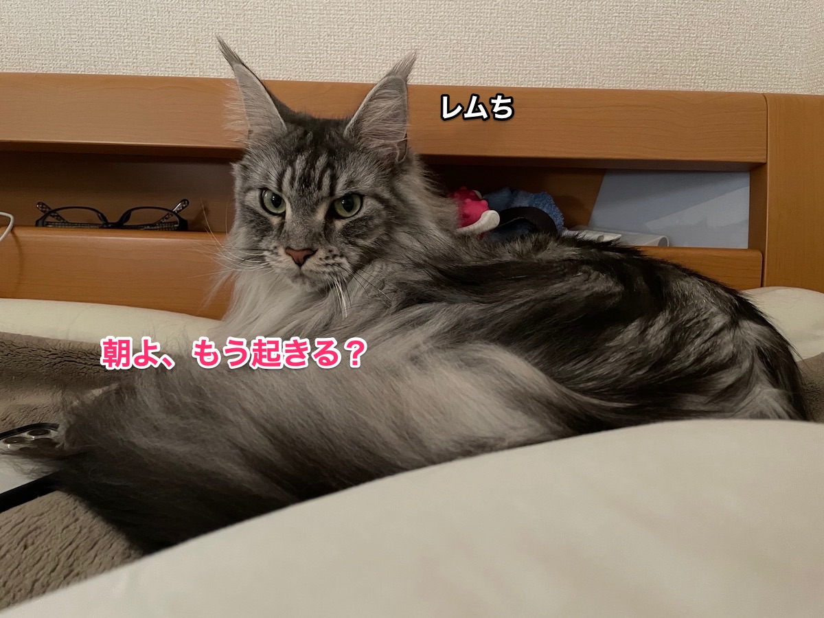 f:id:chikojirou:20210211155643j:plain