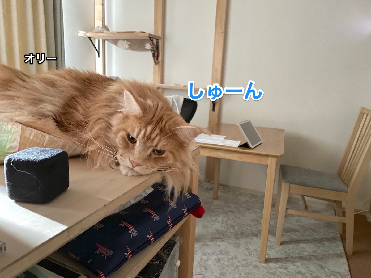 f:id:chikojirou:20210211155646j:plain