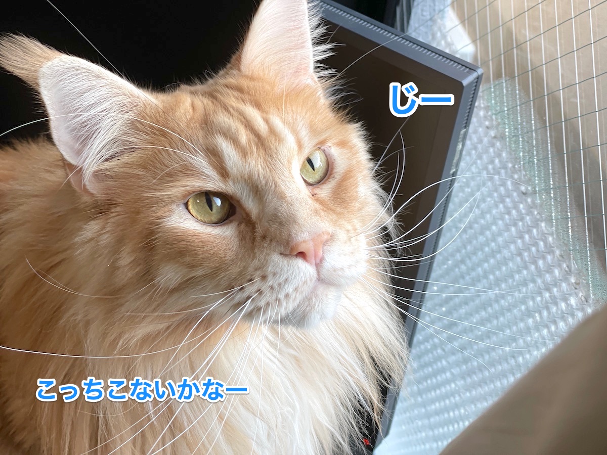 f:id:chikojirou:20210211155654j:plain