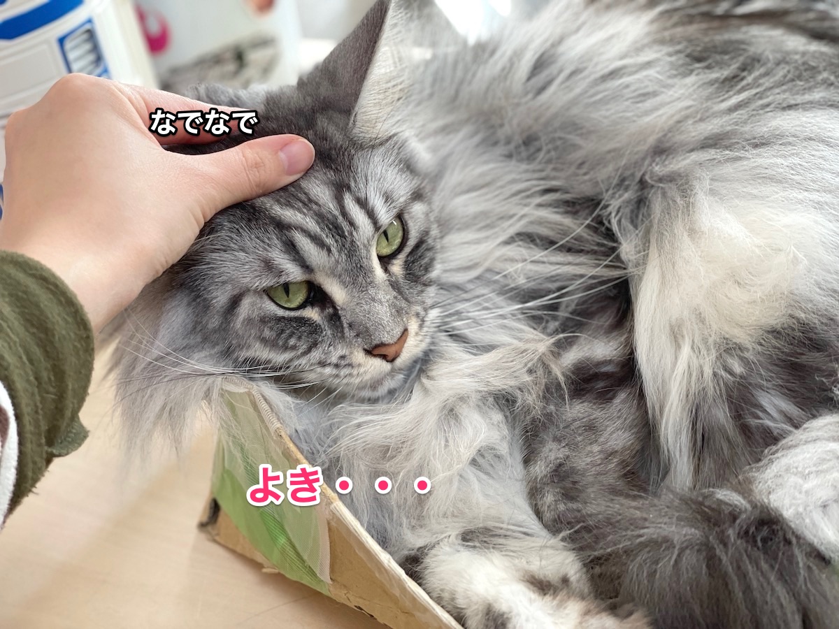 f:id:chikojirou:20210211155705j:plain