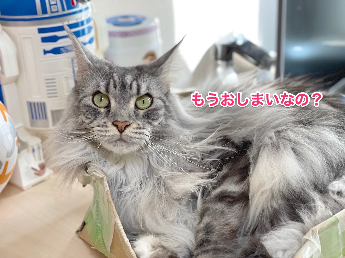 f:id:chikojirou:20210211155709j:plain