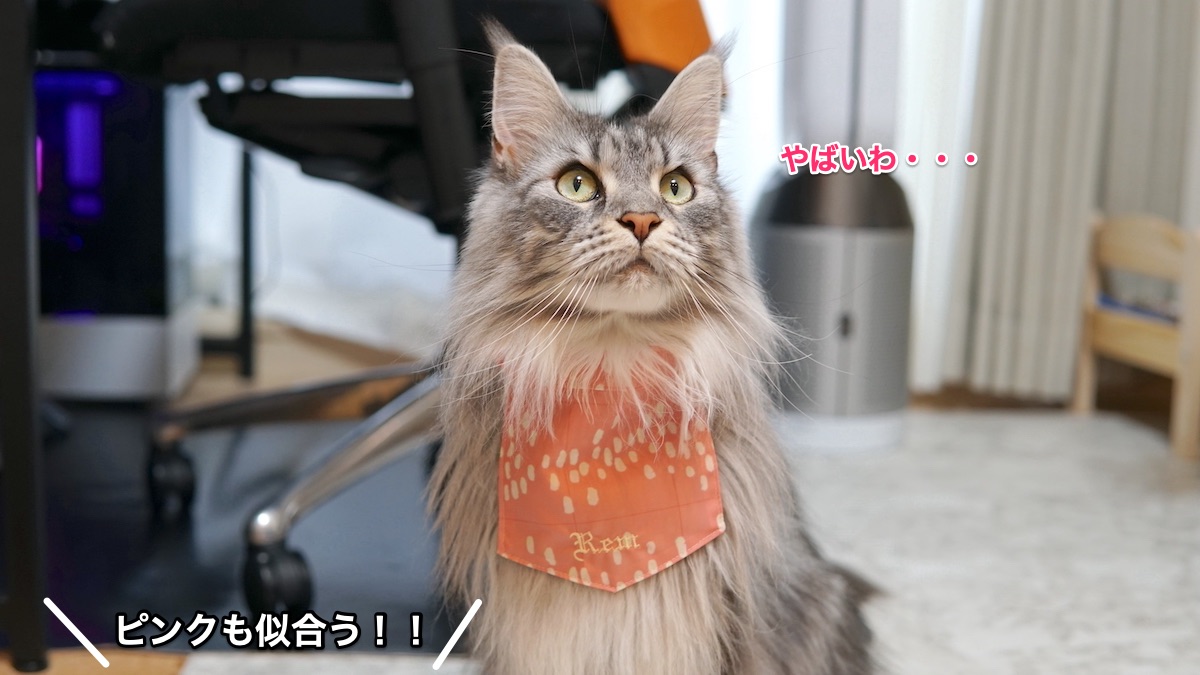 f:id:chikojirou:20210215213657j:plain
