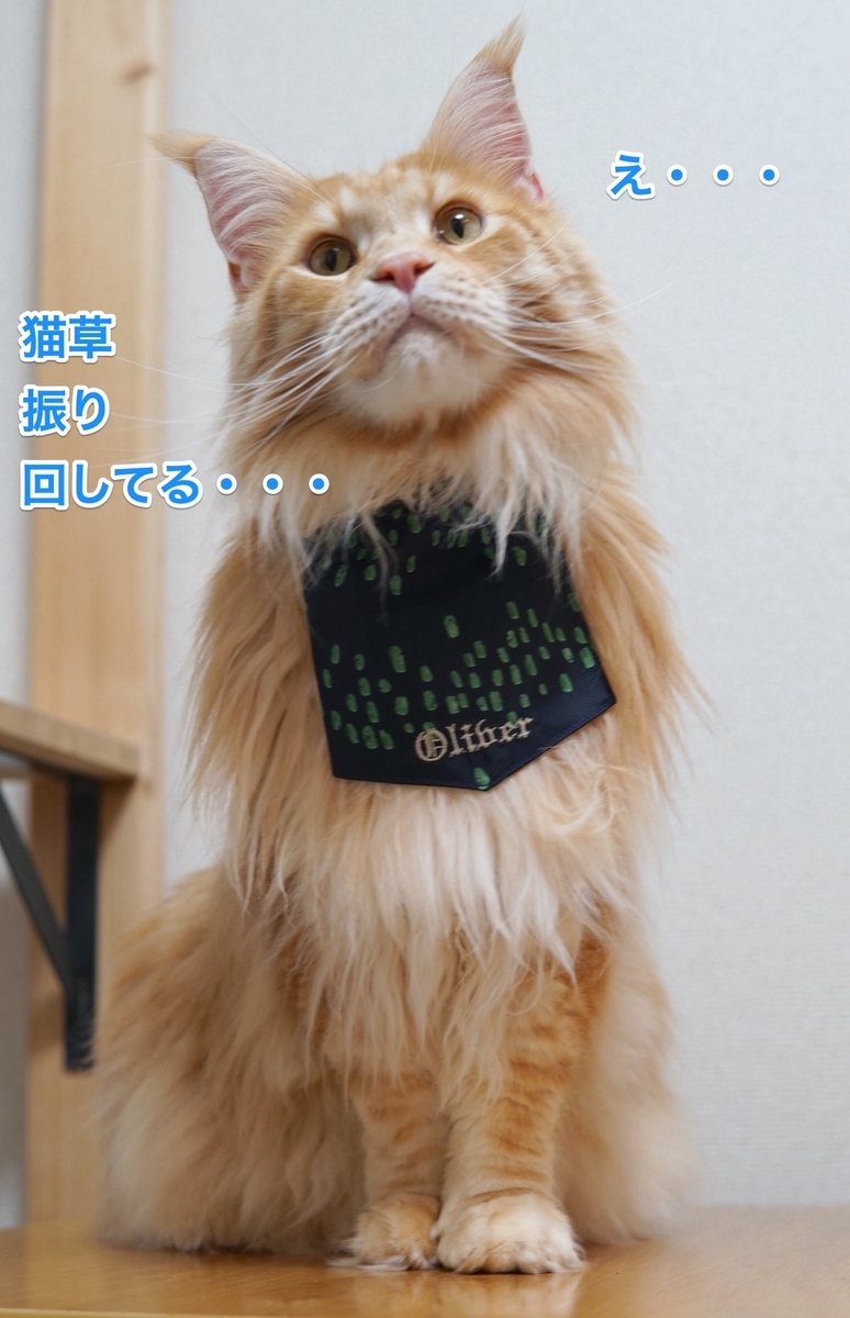 f:id:chikojirou:20210215213705j:plain