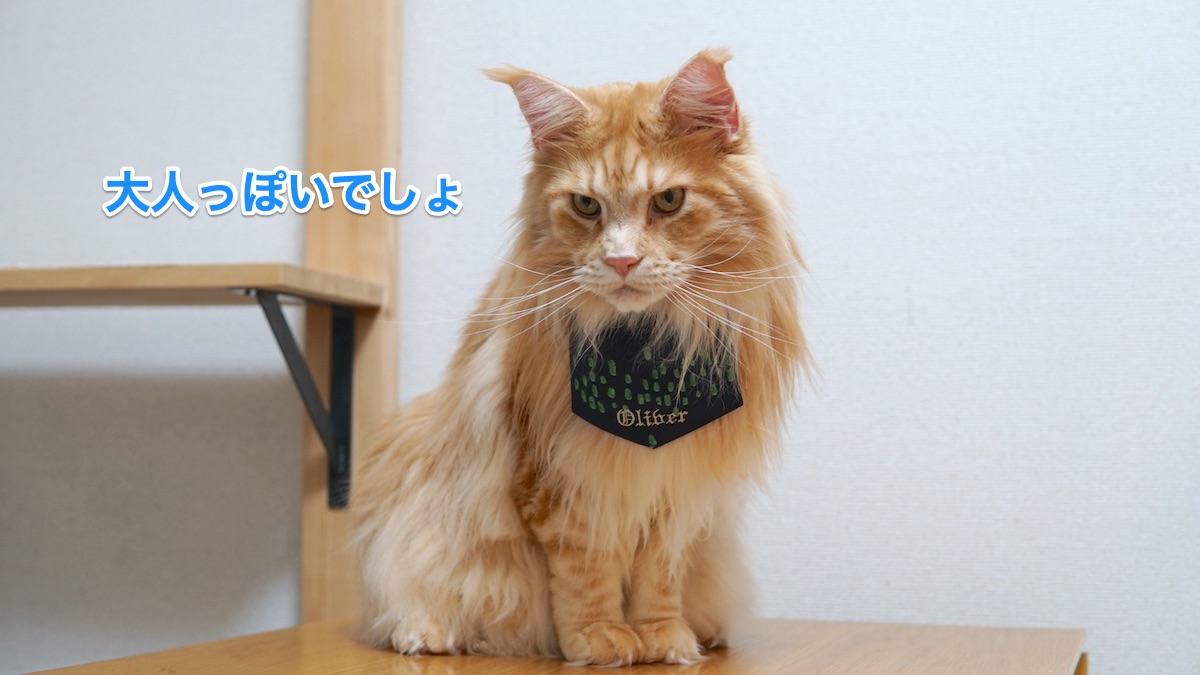 f:id:chikojirou:20210215213709j:plain
