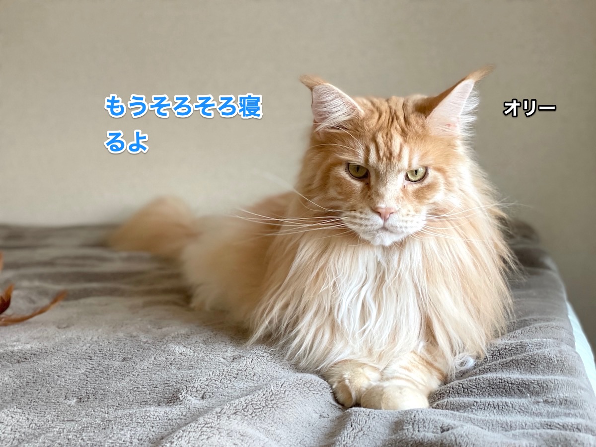 f:id:chikojirou:20210221222115j:plain
